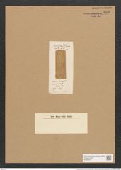 Navicula tortuosa Leud.-Fortm. (de-Toni-Nr.: Genus 1, Species 225) Zeichnungen Sammlung Grunow Nr. 559 (NHMW-BOT-W0366910)